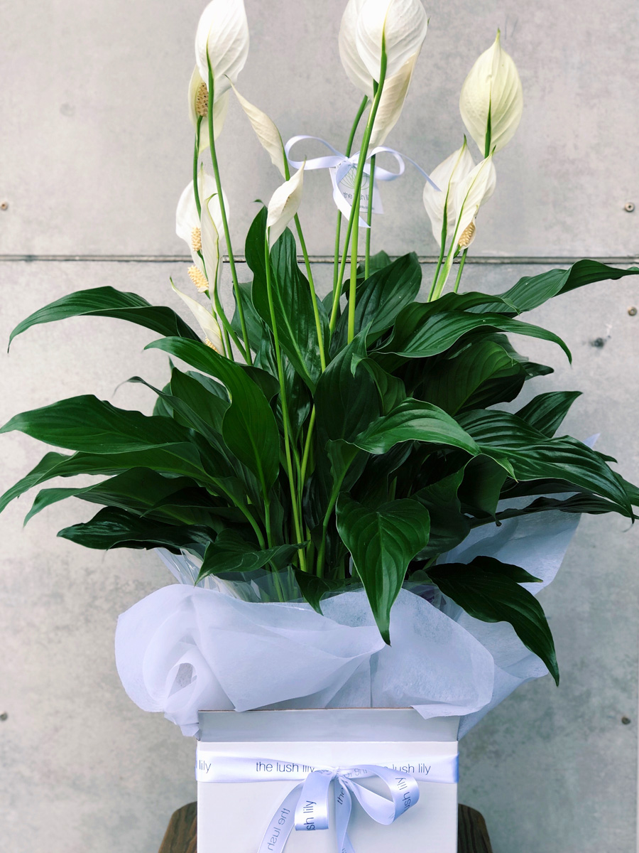 peace-lily-plant-the-lush-lily-brisbane-florist-flower-delivery