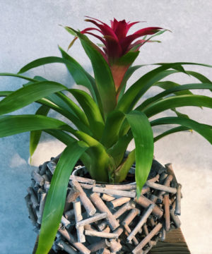 bromeliad-plant-brisbane-florist-the-lush-lily