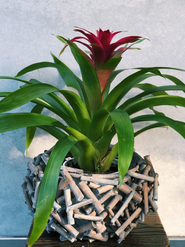 bromeliad-plant-brisbane-florist-the-lush-lily