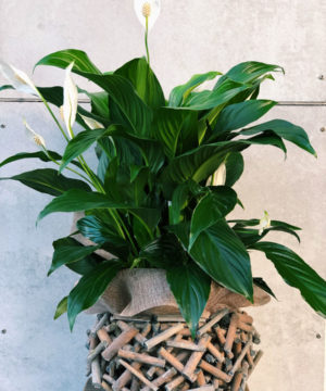 peace-lily-in-twiggy-basket-plant-brisbane-florist-the-lush-lily