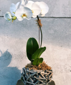 phalaenopsis-orchid-in-twiggy-basket-plant-brisbane-florist-the-lush-lily