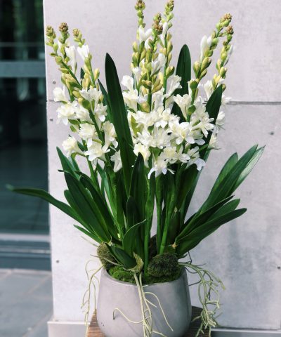 Tuberose Arrangement