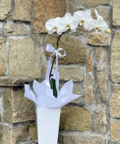 Phalaenopsis Orchid in Presentation Box