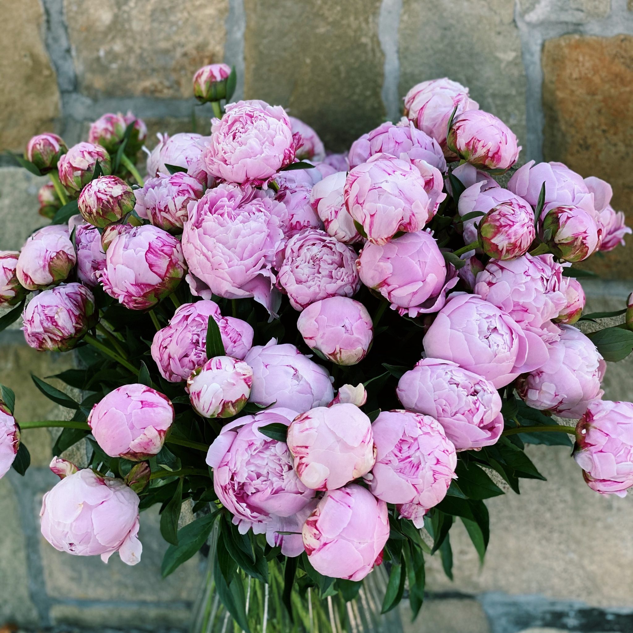 Peony Stems The Lush Lily Brisbane Gold Coast Florist Flower 