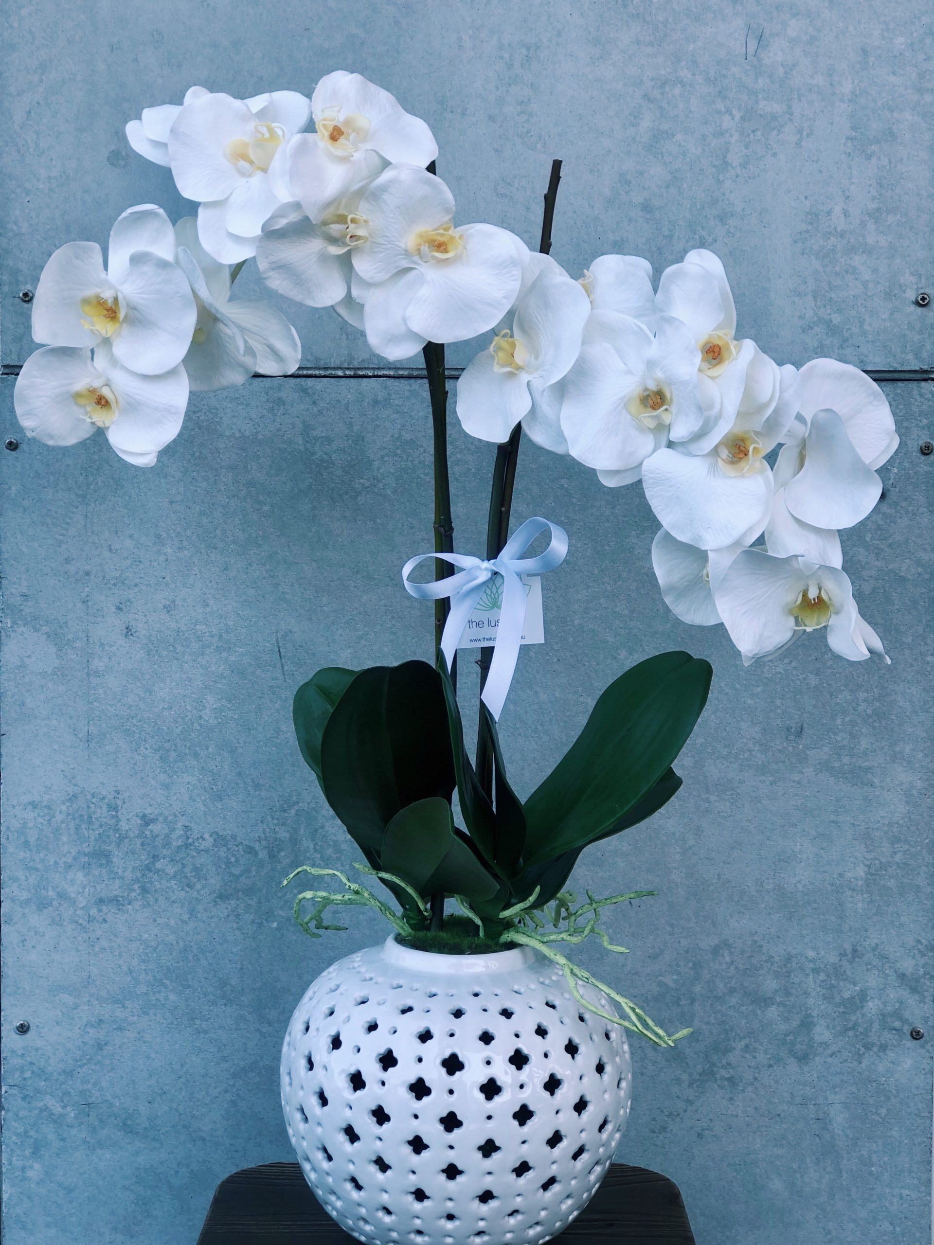 Silk Double White Phalaenopsis Orchid In Ginger Jar The Lush Lily Brisbane Florist Flower Delivery Carindale Loganholme Brisbane Buy Flowers Online
