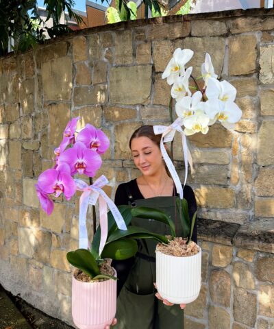 Orchid plants in ceramic pots gift set Brisbane florist The Lush Lily