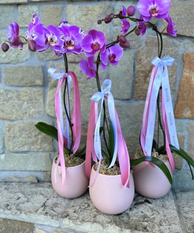 Pink Orchid in Pink Ceramic