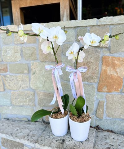 White Orchid in Ceramic Planter