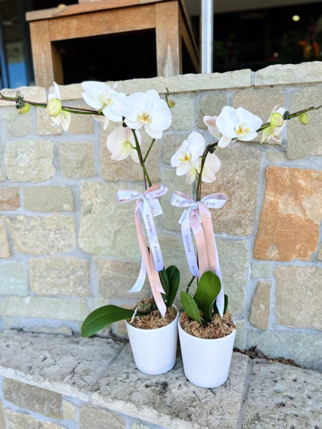 White Orchid in Ceramic Planter