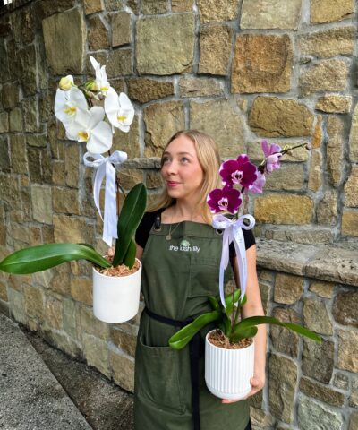 Single Stem Orchid Plant